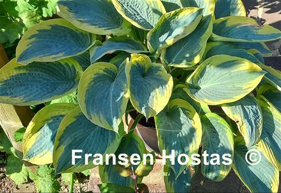 Hosta Flemish Tradition